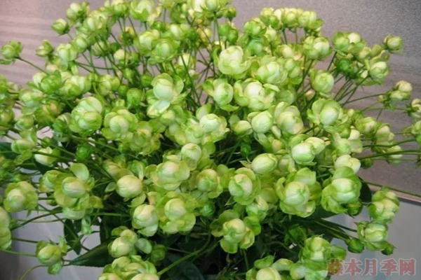 1559801201289185.jpg 闪电(埃克莱尔).jpg