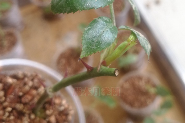 月季知识科普——假活 月季知识科普——假活