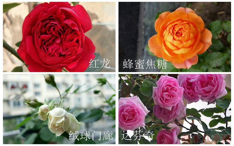 在广东表现比较好的月季都有哪些? 在广东表现比较好的月季都有哪些?