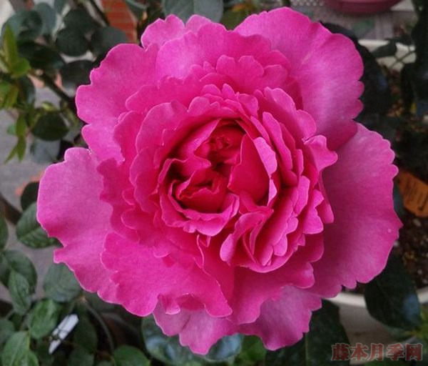 1560041936282422.jpg 藤本伊芙伯爵.jpg