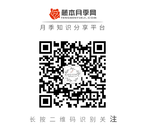 月季夏天要不要施肥,有什么需要注意的地方? 月季夏天要不要施肥,有什么需要注意的地方?