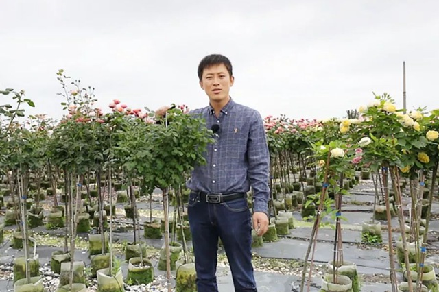 树状月季春季花后修剪方法 树状月季春季花后修剪方法