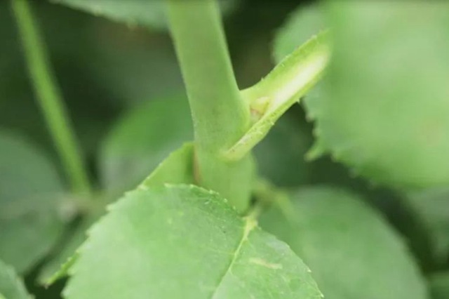 树状月季春季花后修剪方法 树状月季春季花后修剪方法