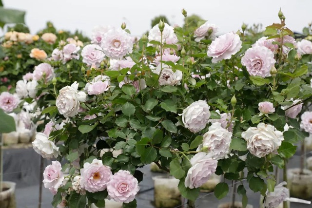 树状月季春季花后修剪方法 树状月季春季花后修剪方法