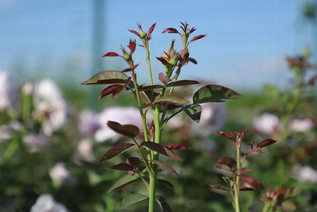 树状月季春季花后修剪方法 树状月季春季花后修剪方法