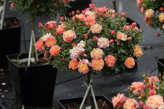 树状月季春季花后修剪方法 树状月季春季花后修剪方法