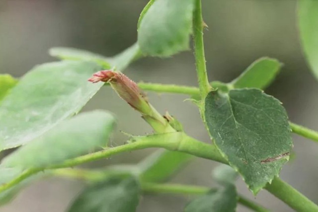 树状月季春季花后修剪方法 树状月季春季花后修剪方法