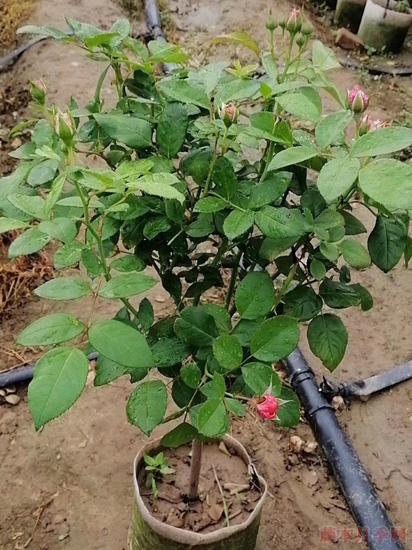 月季树的价格以及影响月季树价格的因素 月季树的价格以及影响月季树价格的因素