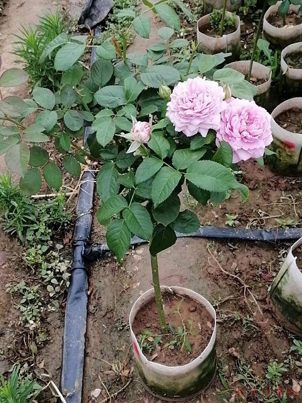 月季树的价格以及影响月季树价格的因素 月季树的价格以及影响月季树价格的因素