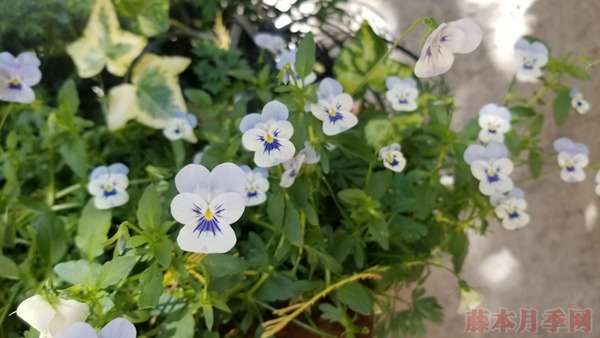 加拿大布查德花园里的月季图赏 加拿大布查德花园里的月季图赏