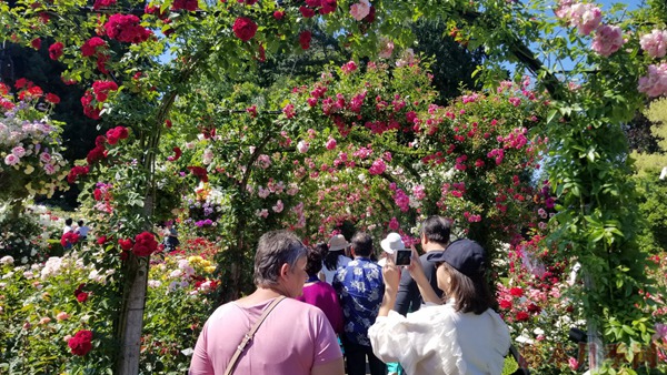 加拿大布查德花园里的月季图赏 加拿大布查德花园里的月季图赏