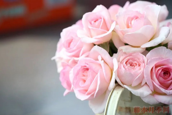 夏天月季黄叶是什么原因,如何处理? 夏天月季黄叶是什么原因,如何处理?