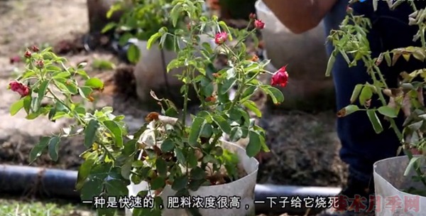 夏天月季黄叶是什么原因,如何处理? 夏天月季黄叶是什么原因,如何处理?