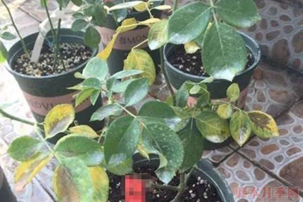夏天月季黄叶是什么原因,如何处理? 夏天月季黄叶是什么原因,如何处理?