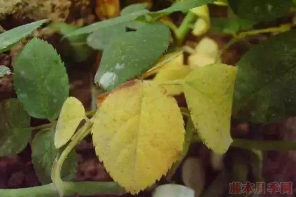 夏天月季黄叶是什么原因,如何处理? 夏天月季黄叶是什么原因,如何处理?