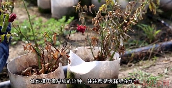 夏天月季黄叶是什么原因,如何处理? 夏天月季黄叶是什么原因,如何处理?