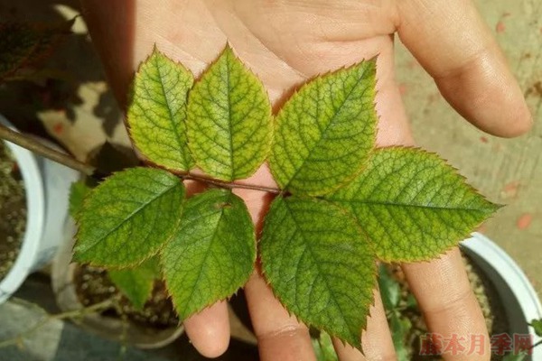 夏天月季黄叶是什么原因,如何处理? 夏天月季黄叶是什么原因,如何处理?