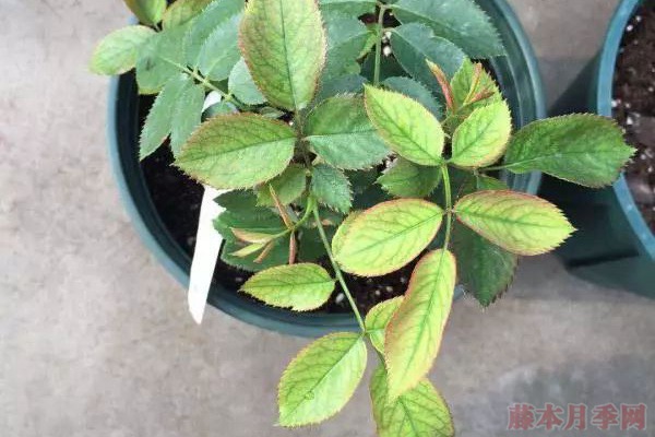 夏天月季黄叶是什么原因,如何处理? 夏天月季黄叶是什么原因,如何处理?