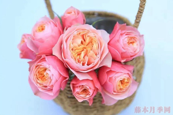 夏季超级耐高温的月季品种推荐! 夏季超级耐高温的月季品种推荐!