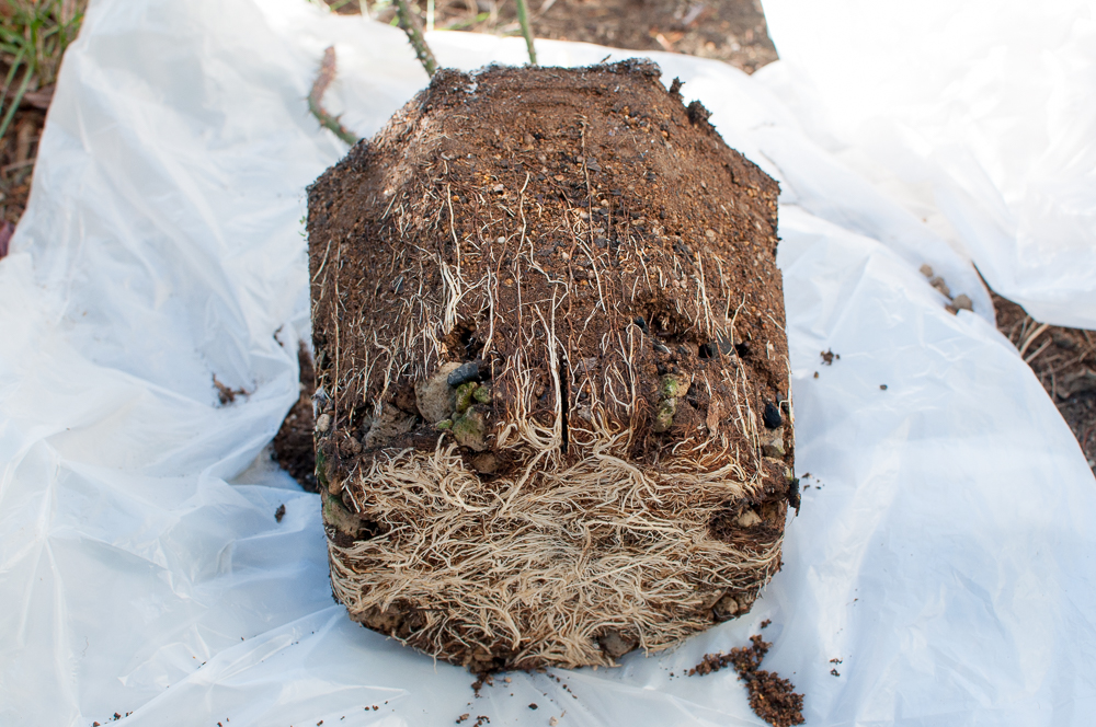 曼斯特德伍德Munstead Wood 10.jpg 曼斯特德伍德Munstead Wood 10.jpg