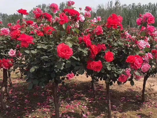 树状月季慢慢枯死是怎么回事 树状月季慢慢枯死是怎么回事