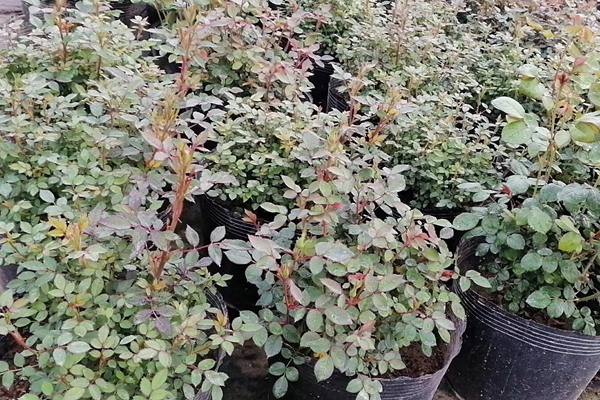 盆栽月季花为何越开越小 盆栽月季花为何越开越小