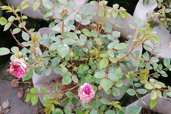 盆栽月季花为何越开越小 盆栽月季花为何越开越小