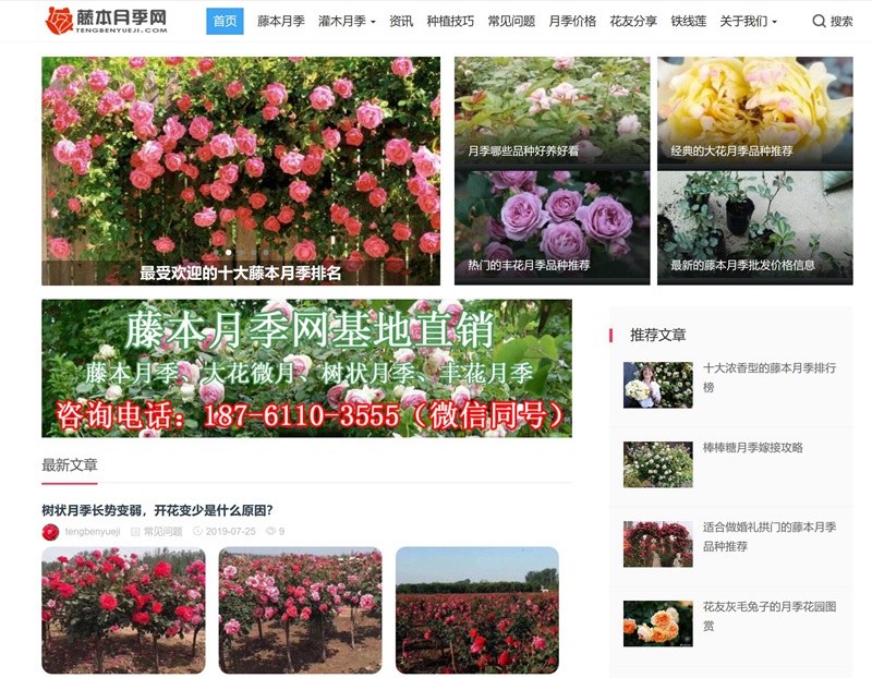 中国月季网、南阳月季网、月季网这几家月季网站有什么不同 中国月季网、南阳月季网、月季网这几家月季网站有什么不同