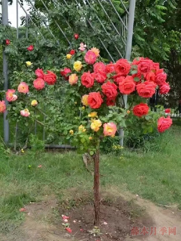 树状月季 树状月季