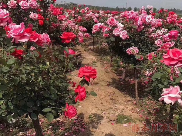 树状月季 树状月季