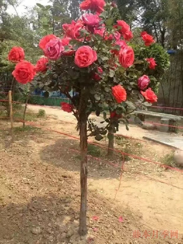 树状月季 树状月季