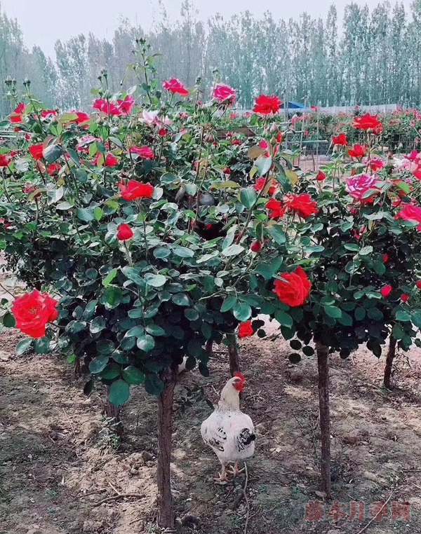 树状月季 树状月季