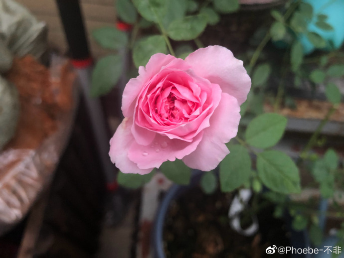 费尔柴尔德先生的巧妙 费尔柴尔德先生的巧妙