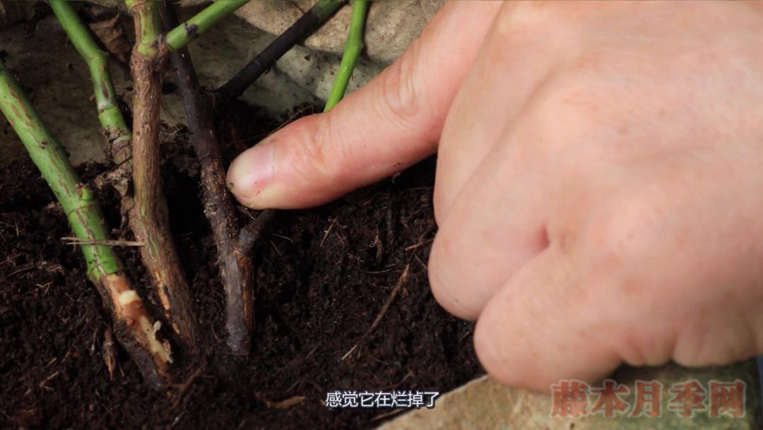 月季的表皮发黑,都是哪些原因造成的? 月季的表皮发黑,都是哪些原因造成的?