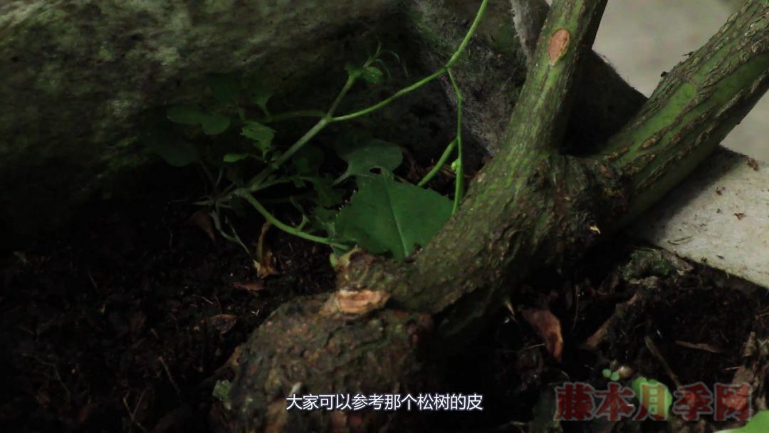 月季的表皮发黑,都是哪些原因造成的? 月季的表皮发黑,都是哪些原因造成的?