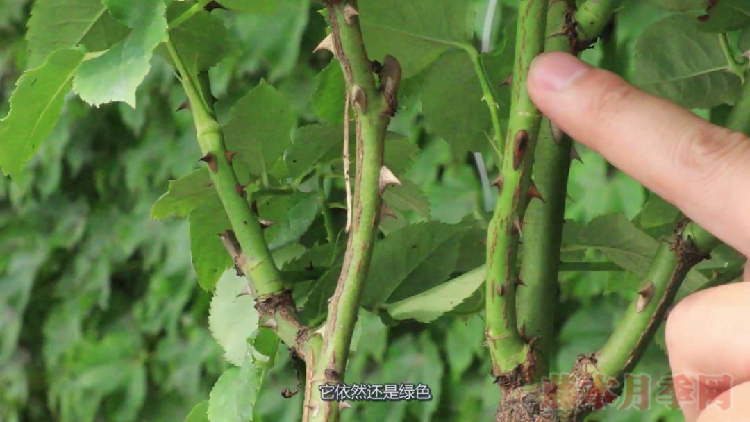 月季的表皮发黑,都是哪些原因造成的? 月季的表皮发黑,都是哪些原因造成的?