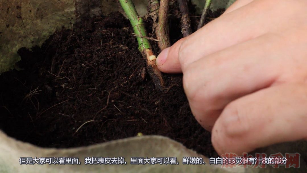 月季的表皮发黑,都是哪些原因造成的? 月季的表皮发黑,都是哪些原因造成的?