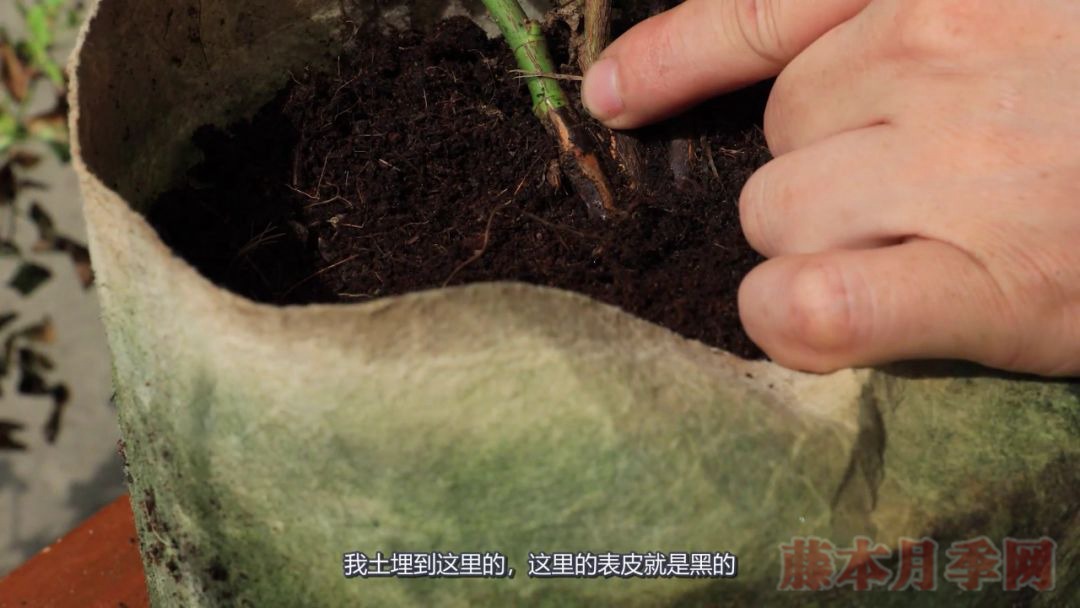 月季的表皮发黑,都是哪些原因造成的? 月季的表皮发黑,都是哪些原因造成的?