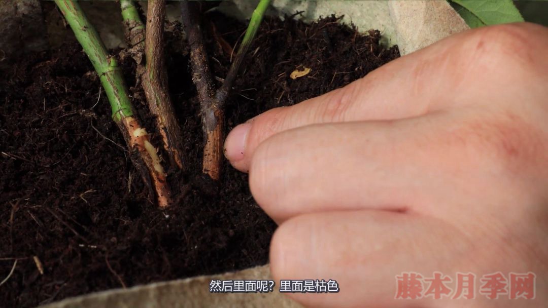 月季的表皮发黑,都是哪些原因造成的? 月季的表皮发黑,都是哪些原因造成的?