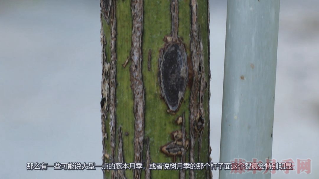 月季的表皮发黑,都是哪些原因造成的? 月季的表皮发黑,都是哪些原因造成的?