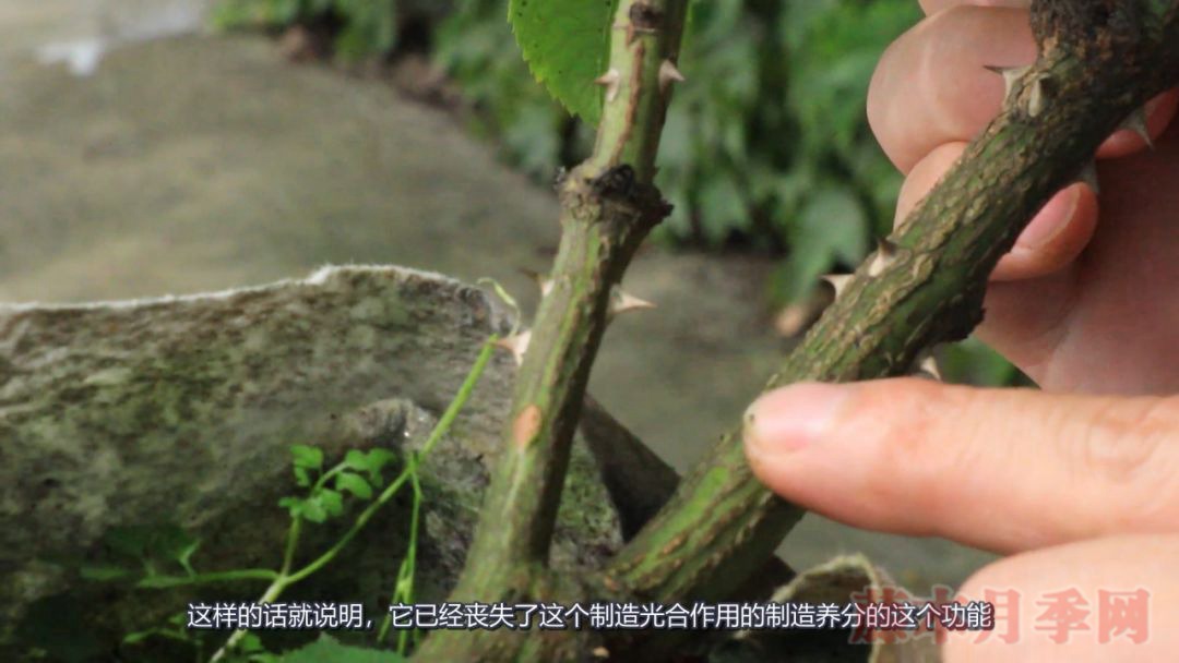 月季的表皮发黑,都是哪些原因造成的? 月季的表皮发黑,都是哪些原因造成的?