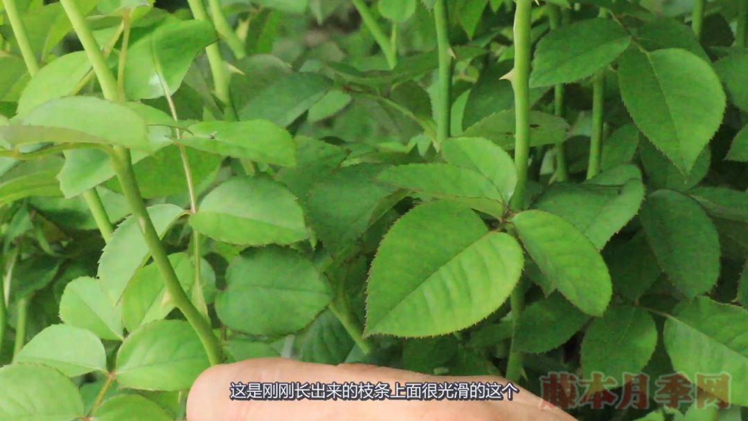月季的表皮发黑,都是哪些原因造成的? 月季的表皮发黑,都是哪些原因造成的?