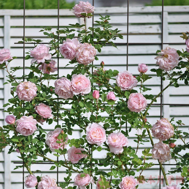 索菲罗莎 索菲罗莎