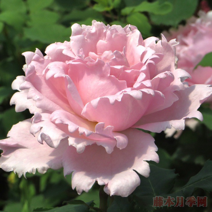 索菲罗莎 索菲罗莎