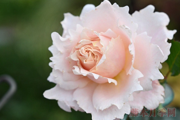 索菲罗莎 索菲罗莎