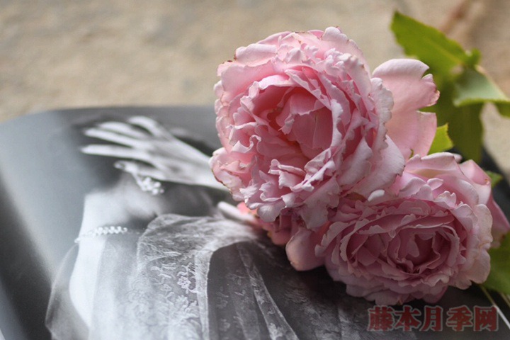 索菲罗莎 索菲罗莎