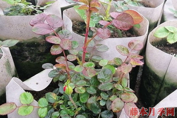 月季小苗价格是多少? 月季小苗价格是多少?