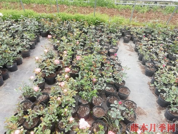 月季小苗价格是多少? 月季小苗价格是多少?