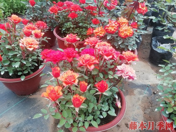 月季小苗价格是多少? 月季小苗价格是多少?