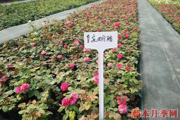 月季小苗价格是多少? 月季小苗价格是多少?